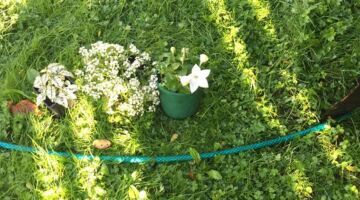 10 Ways to Re-Purpose the Old Hose in New Zealand Homes