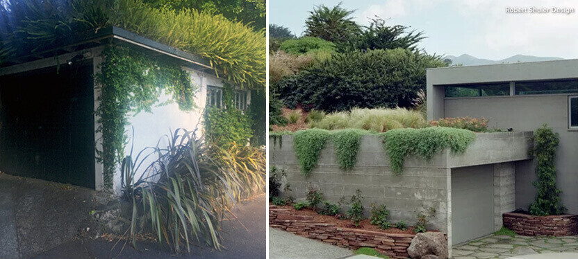 Plants on the garage roof