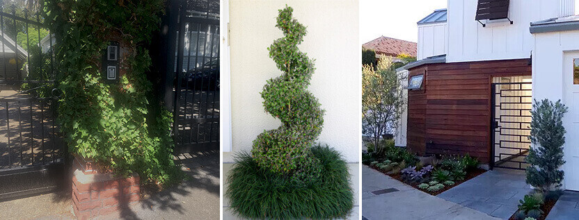 Beautiful Plants outside the house