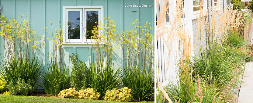 Beautiful Plants outside the house